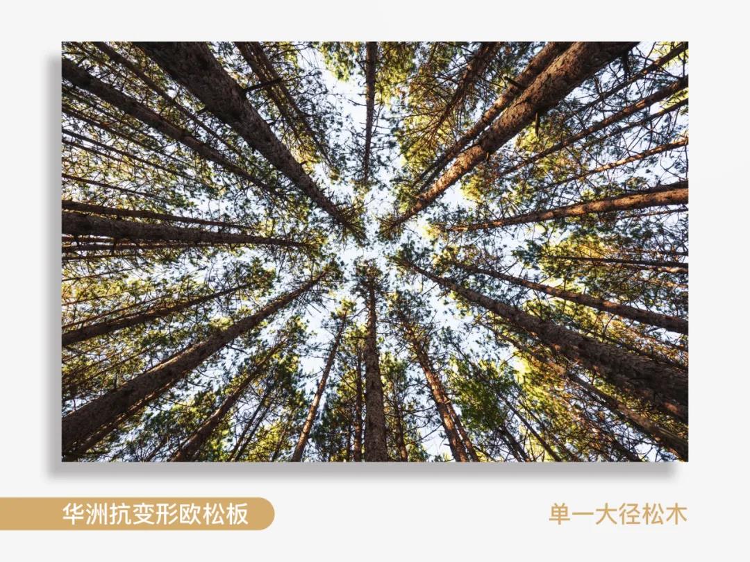 看得見的純凈，華洲抗變形歐松板！(圖2)